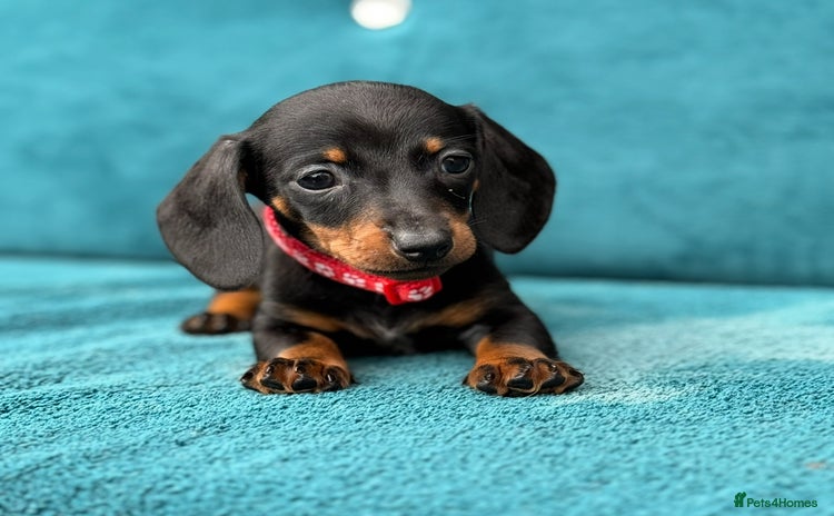 Miniature Dachshund dogs - Advert 3