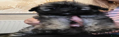 Jackapoo 1
