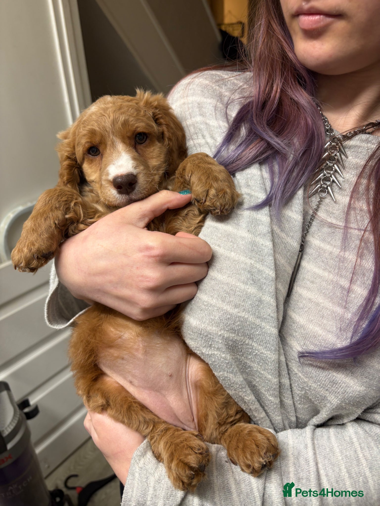 Cockapoo dogs Cockapoo pup  - Advert 16