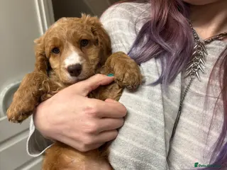 Cockapoo dogs Cockapoo pup - Advert 16