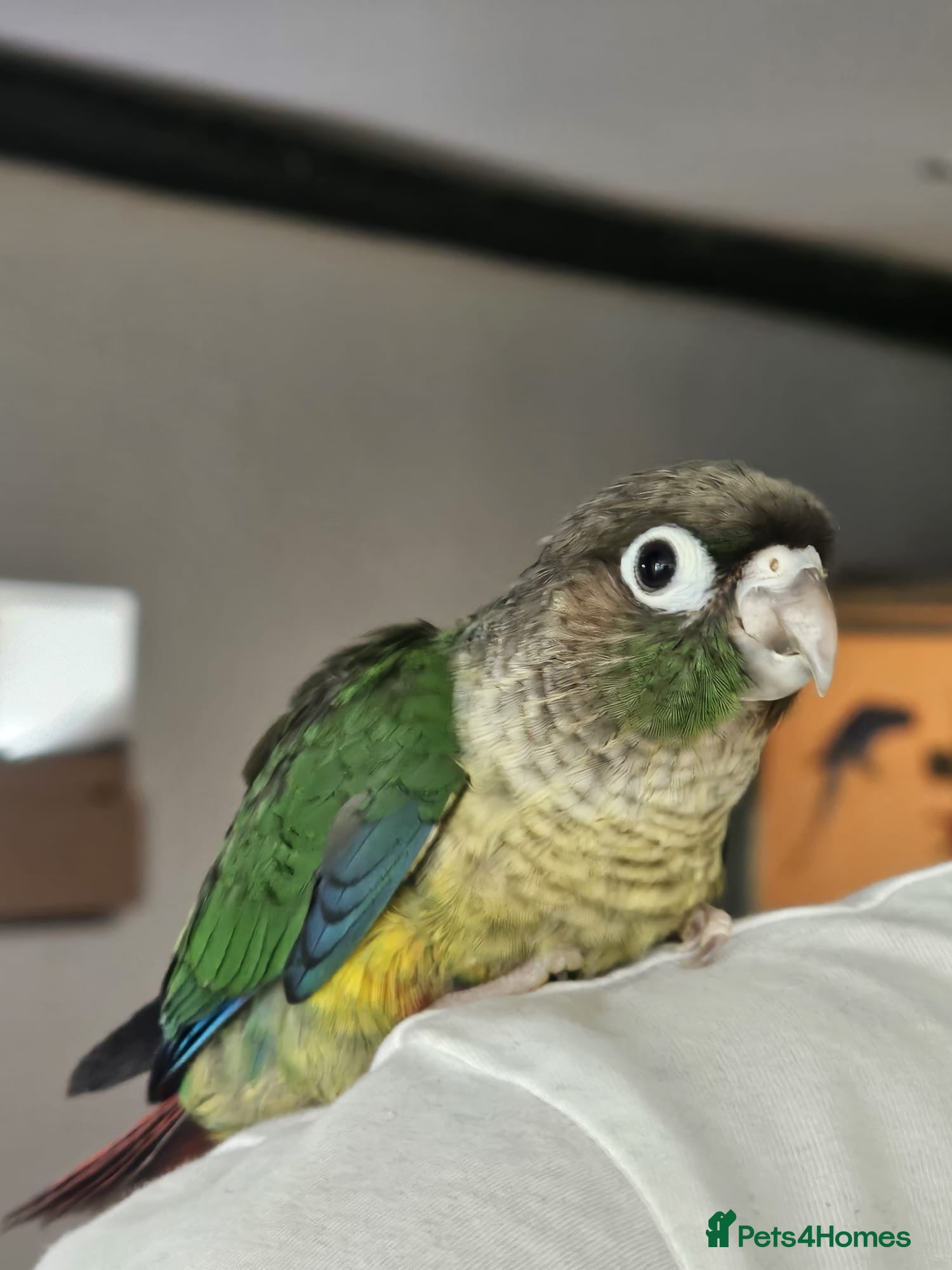 Conures birds Green cheek conure - Advert 3