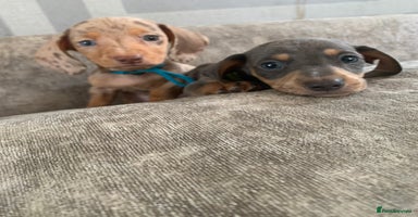 Miniature Dachshund dogs - Advert 8