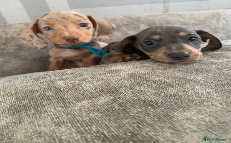 Miniature Dachshund dogs - Advert 2