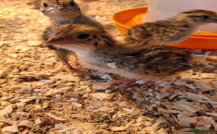 Quail poultry - Advert 2