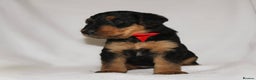 Airedale Terrier dogs for sale: KC Female Airedale Puppy🌟🐾 - Advert 7