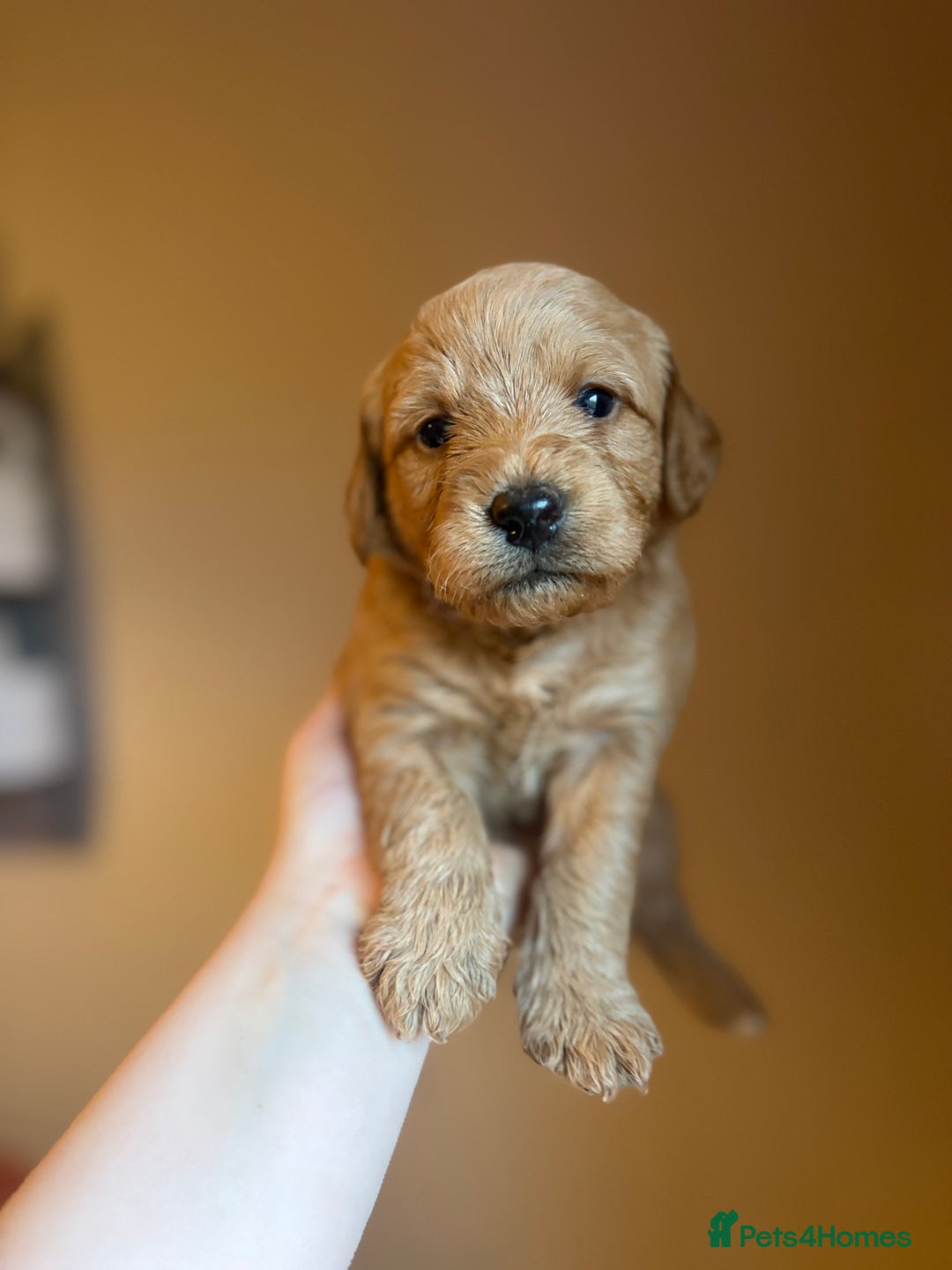 Labradoodle dogs for sale: Fox Red F1 Miniature Labradoodles  - Advert 31