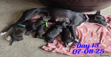 Mixed Breed dogs - Advert 7
