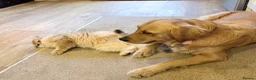 Golden Retriever dogs for sale: Absolutely adorable  golden retriever puppies  in Leighton Buzzard - Advert 6