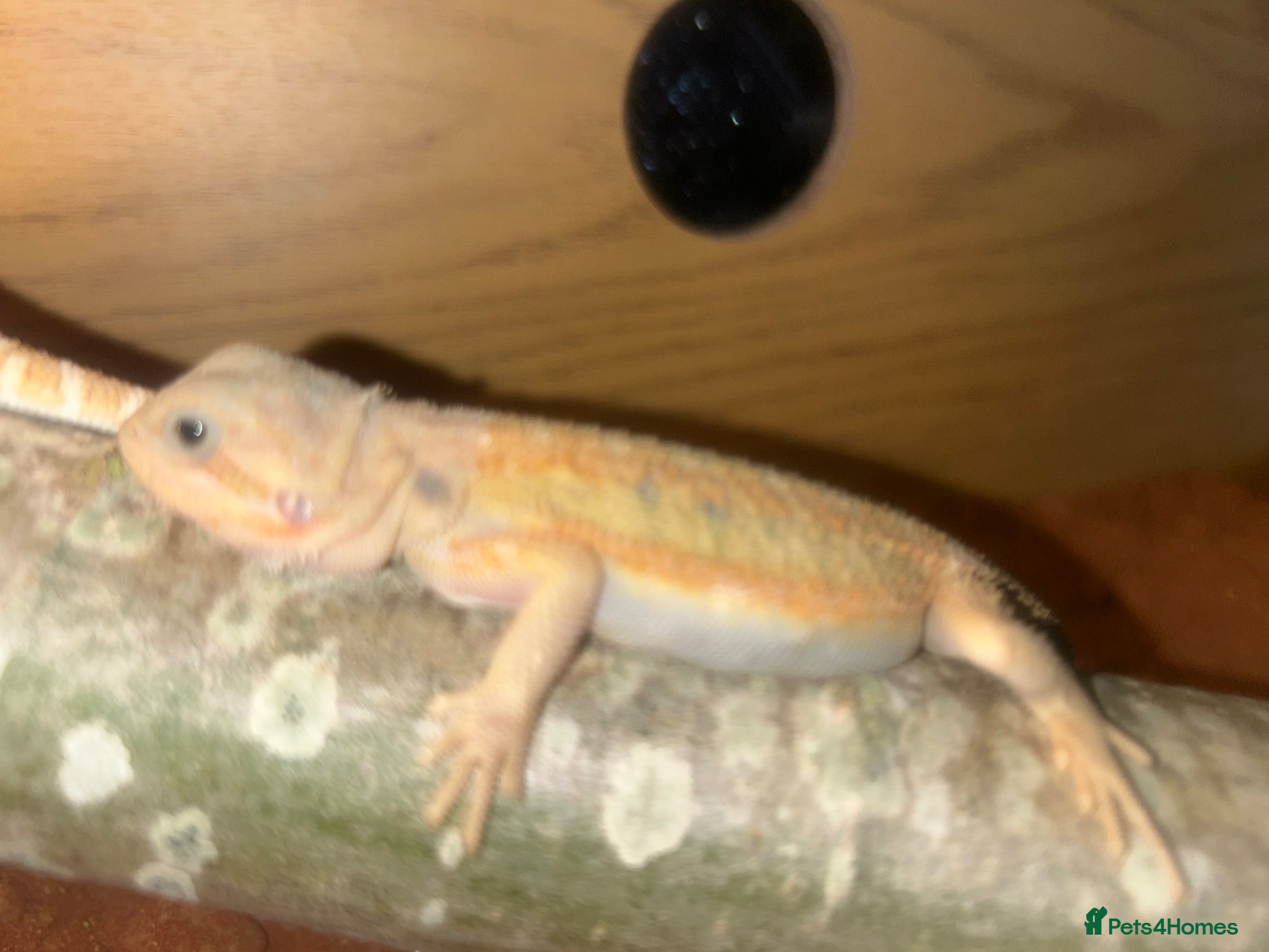 Bearded Dragon reptiles Baby hypo/hypo leatherbacks bearded dragons  - Advert 3