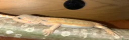 Bearded Dragon reptiles for sale: Baby hypo/hypo leatherbacks bearded dragons  - Advert 1