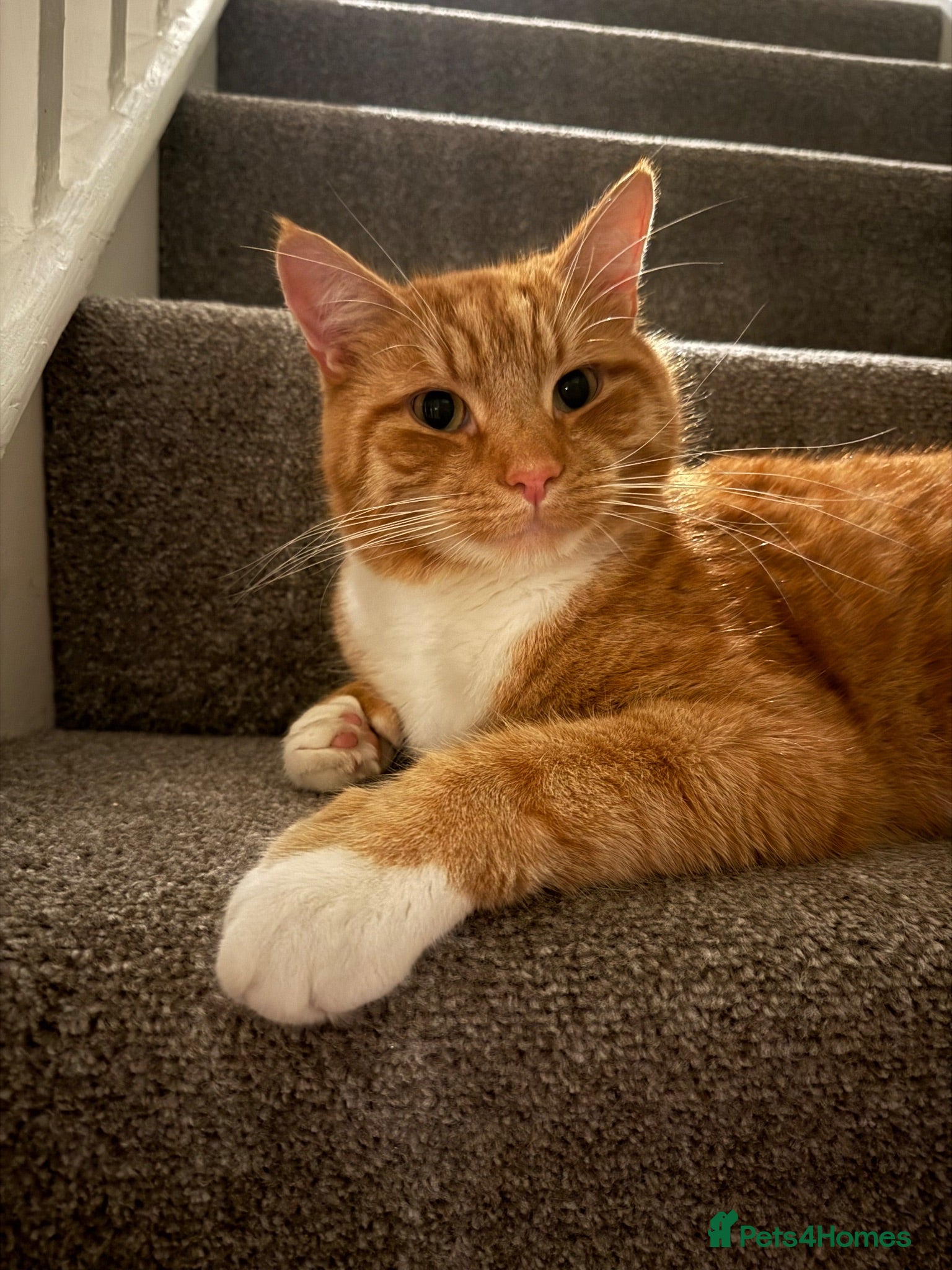 Mixed Breed cats 🐾 Loving Home Needed for Ted 🐾 - Advert 3