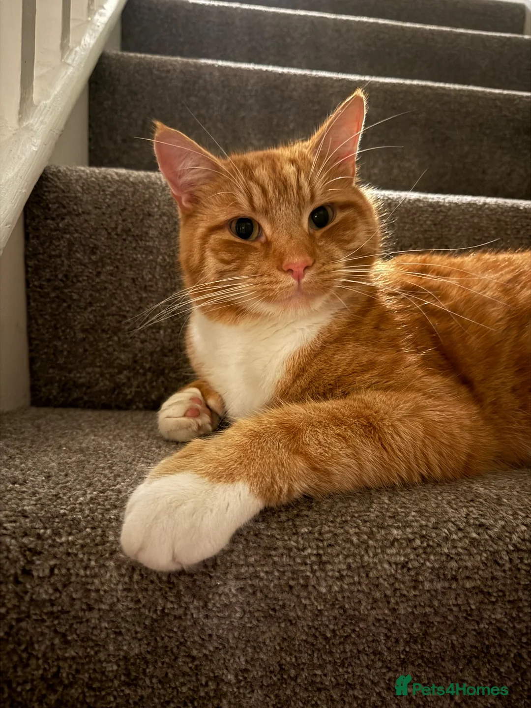 Mixed Breed cats for sale: 🐾 Loving Home Needed for Ted 🐾 in Penarth - Advert 1