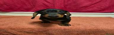 Miniature Dachshund Male Puppy 