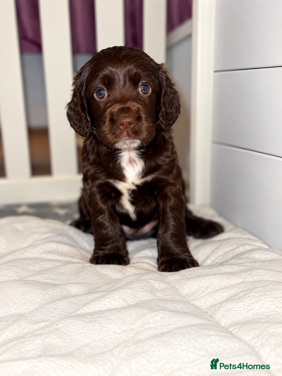 Cocker Spaniel dogs Cocker spaniel puppies for sale  - Advert 1