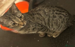 Mixed Breed cats for sale: 4 female bengal kittens  - Image 2