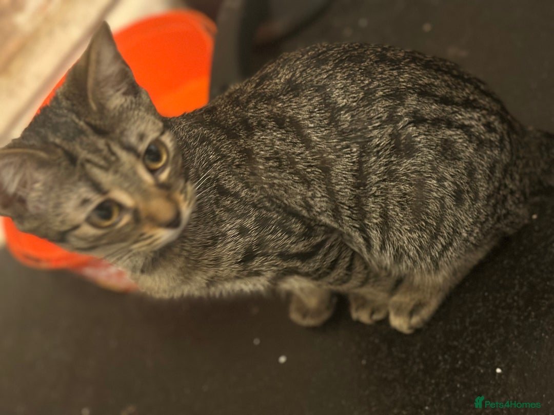Mixed Breed cats for sale: 4 female bengal kittens  - Image 2