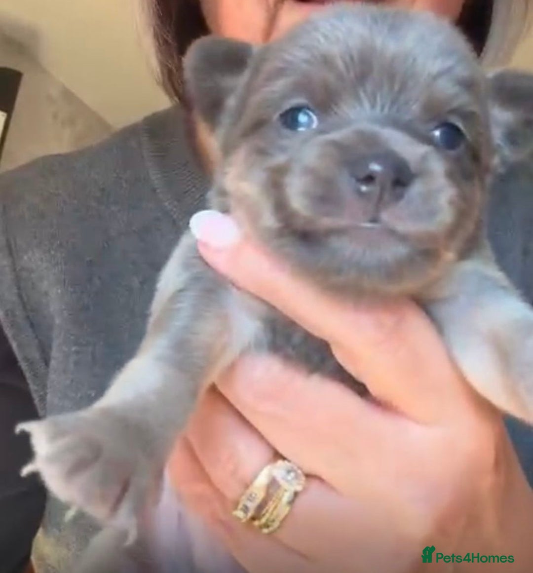 Pomchi dogs for sale: Beautiful litter of Pomchi - Advert 7