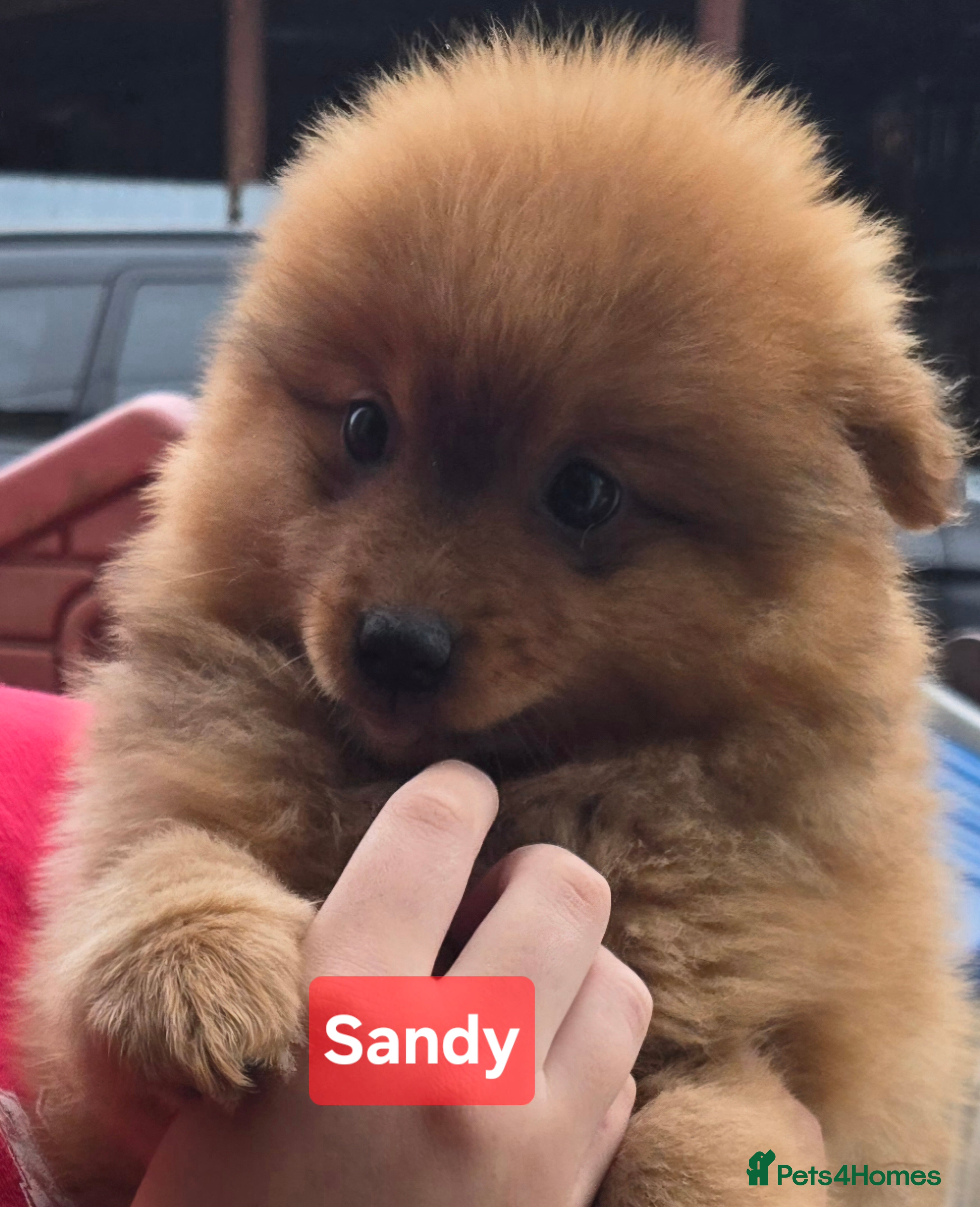 Pomeranian dogs Last one available Pretty cute Pomeranians  - Advert 3