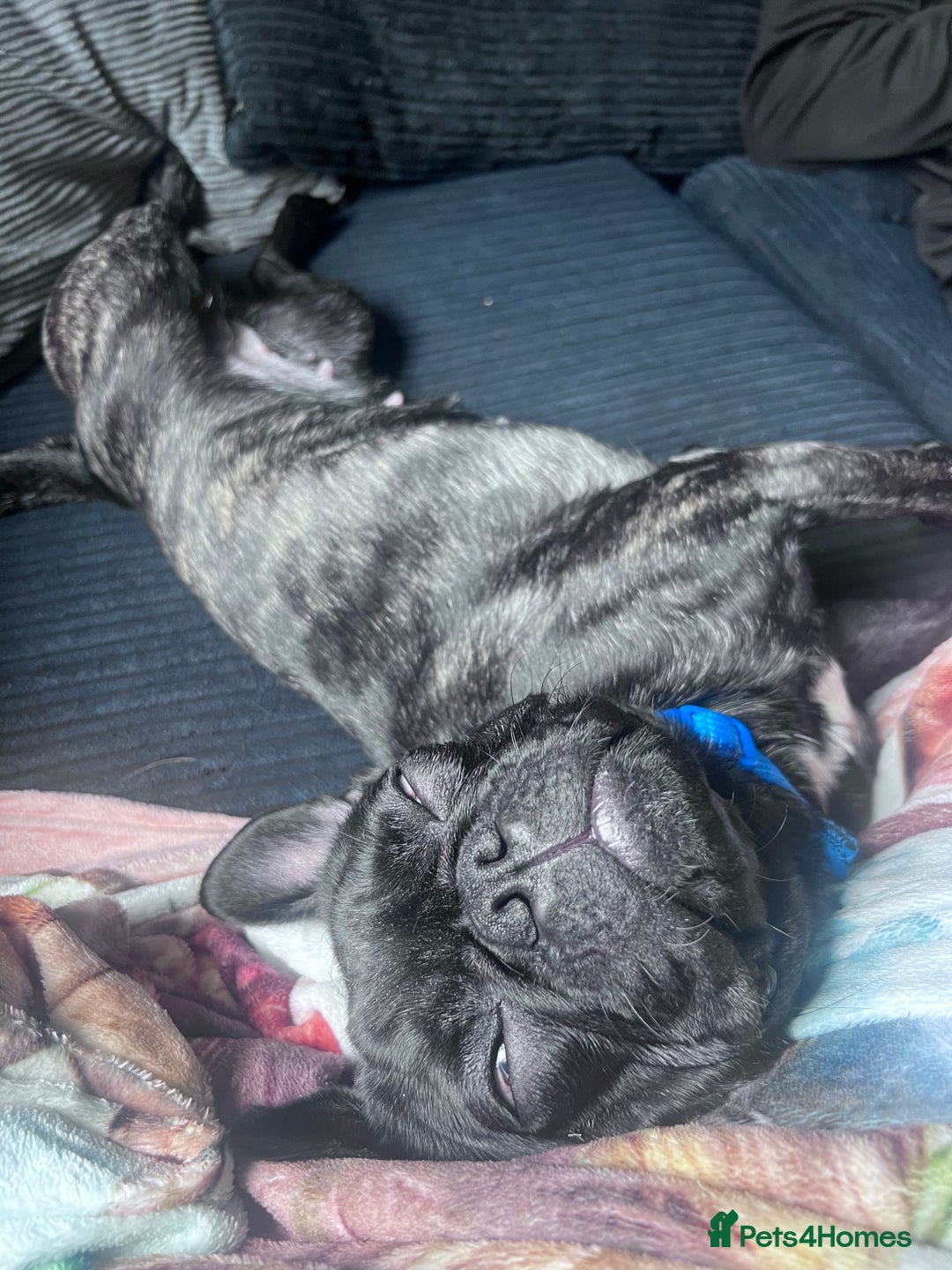 Mixed Breed dogs for sale: 1year old frenchie - Image 5
