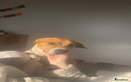 Mixed Breed dogs for sale: 19 month old Staffy X beagle X border collie  - Image 3