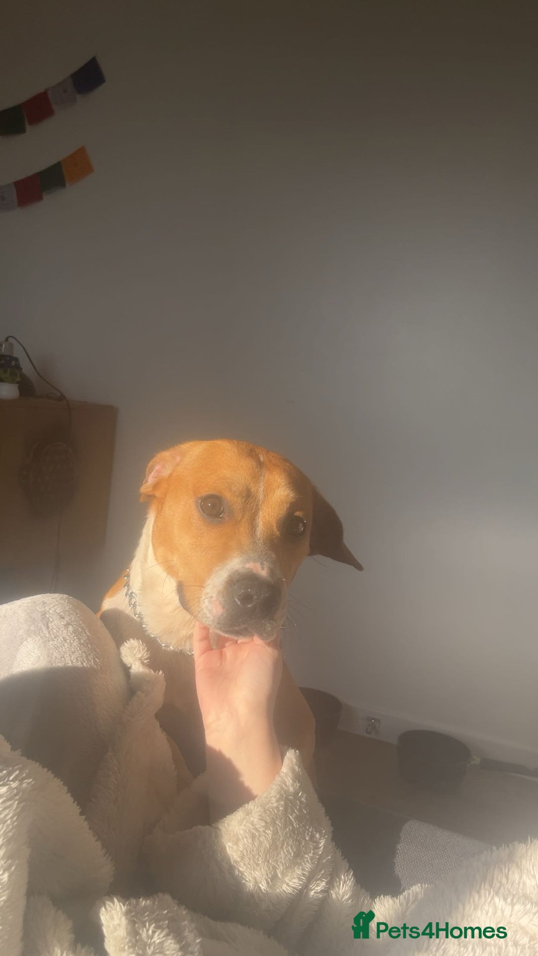 Mixed Breed dogs for sale: 19 month old Staffy X beagle X border collie  - Image 3