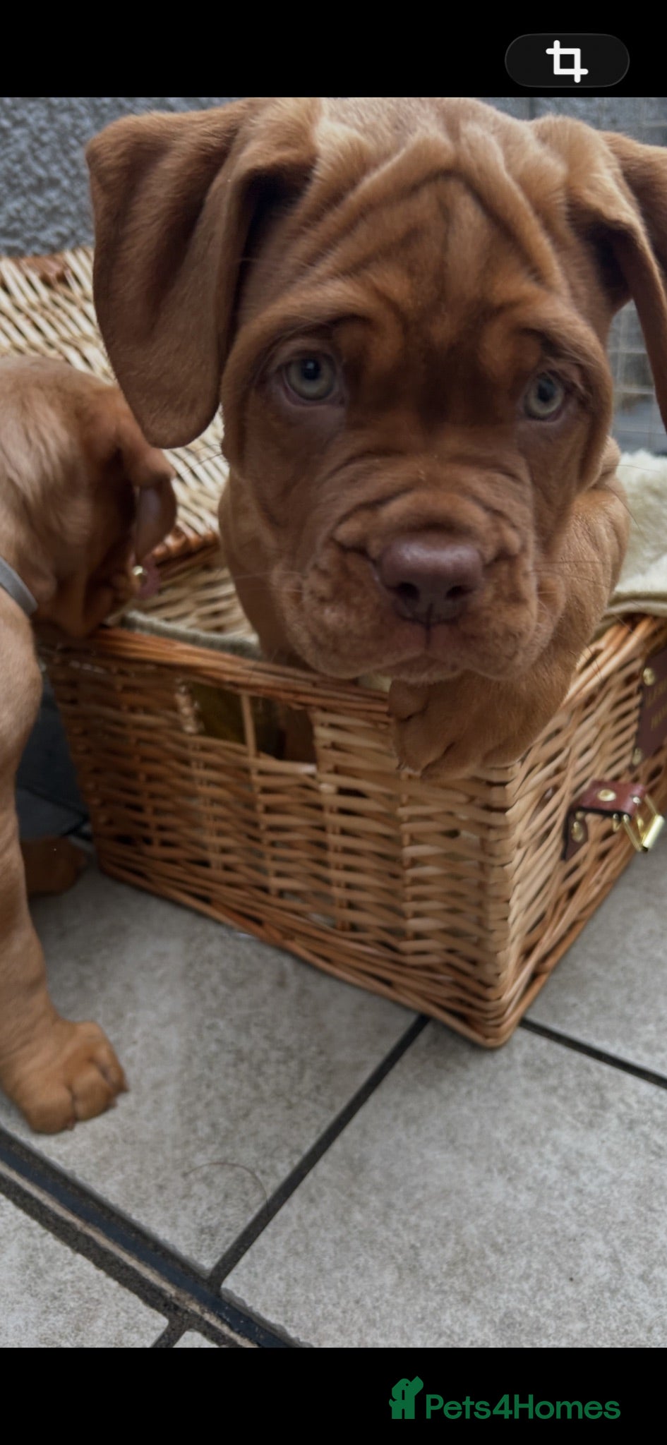 Dogue De Bordeaux dogs Bordeaux Babies - Advert 2