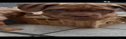 Dogue De Bordeaux dogs for sale: Bordeaux Babies - Advert 2