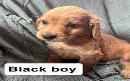 Cocker Spaniel dogs for sale: Cocker spaniel - Image 12