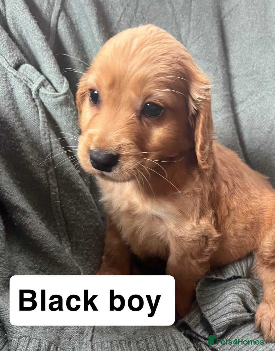 Cocker Spaniel dogs for sale: Cocker spaniel - Image 12