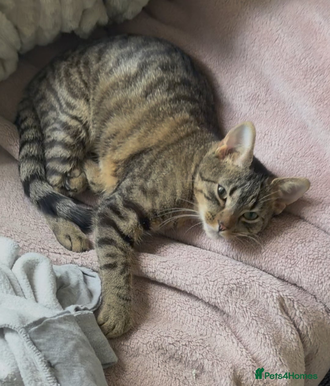 Bengal cats for sale: Tigga - Image 2