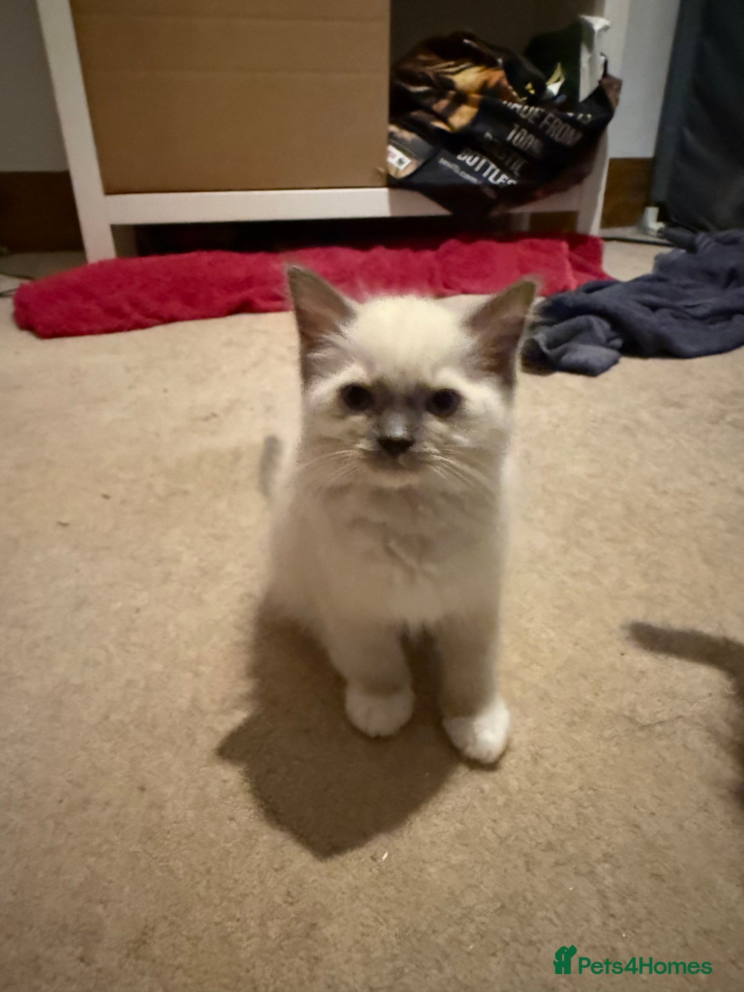 Ragdoll cats for sale: Ragdoll kittens for sale  - Image 5