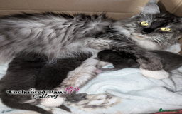 Maine Coon cats for sale: Ready now! 1 boy TICA Registered  - Image 4