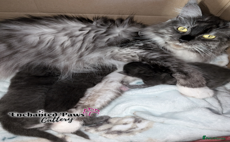 Maine Coon cats - Advert 2