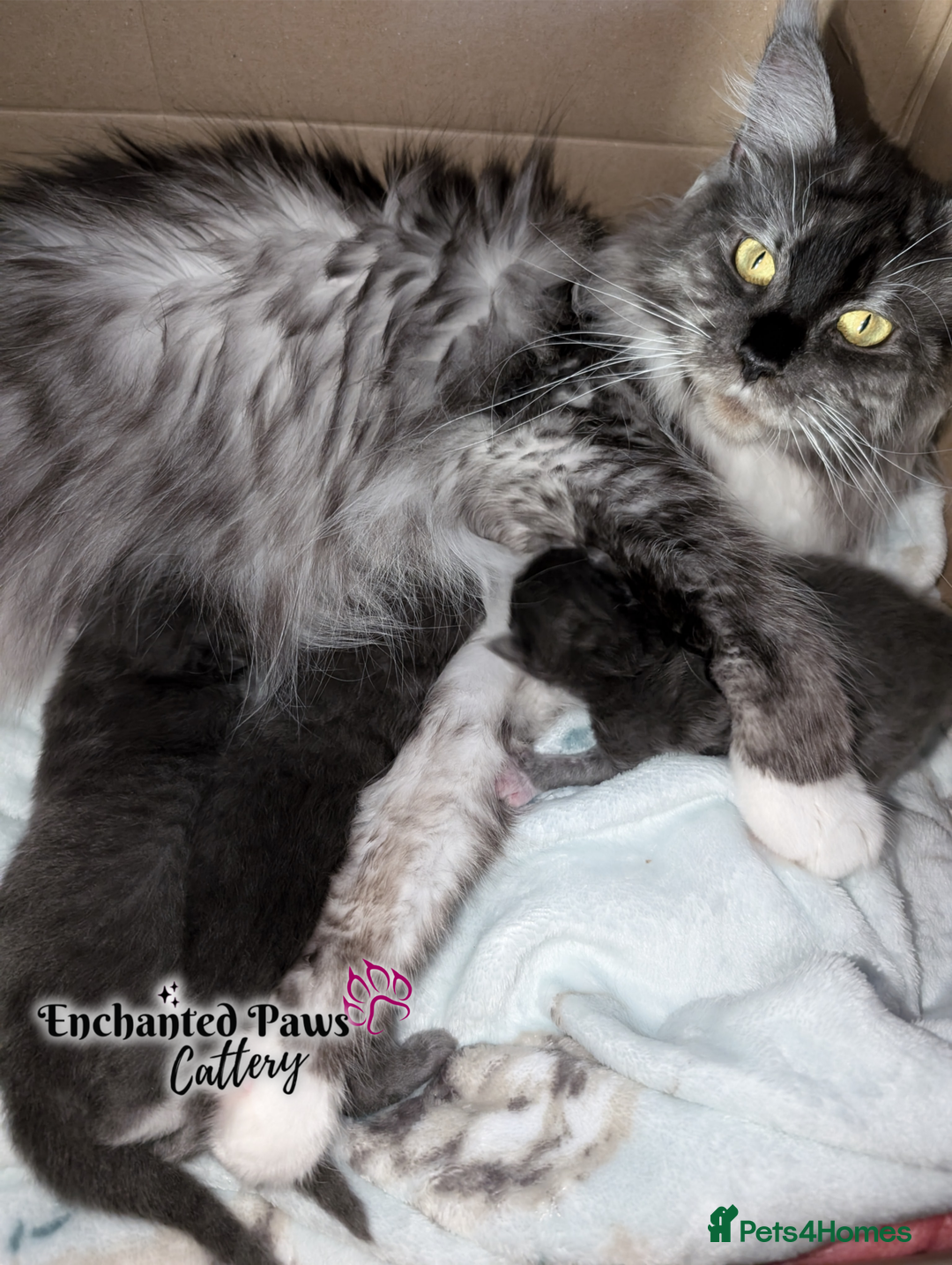 Maine Coon cats for sale: Ready now! 1 boy TICA Registered  - Image 4
