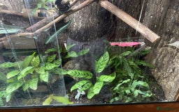 Gecko reptiles for sale: Madagascan giant day geckos with vivarium - Advert 6