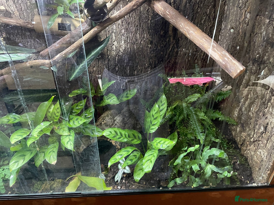 Gecko reptiles for sale: Madagascan giant day geckos with vivarium - Advert 6