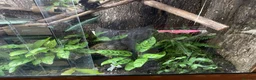 Gecko reptiles for sale: Madagascan giant day geckos with vivarium - Advert 6