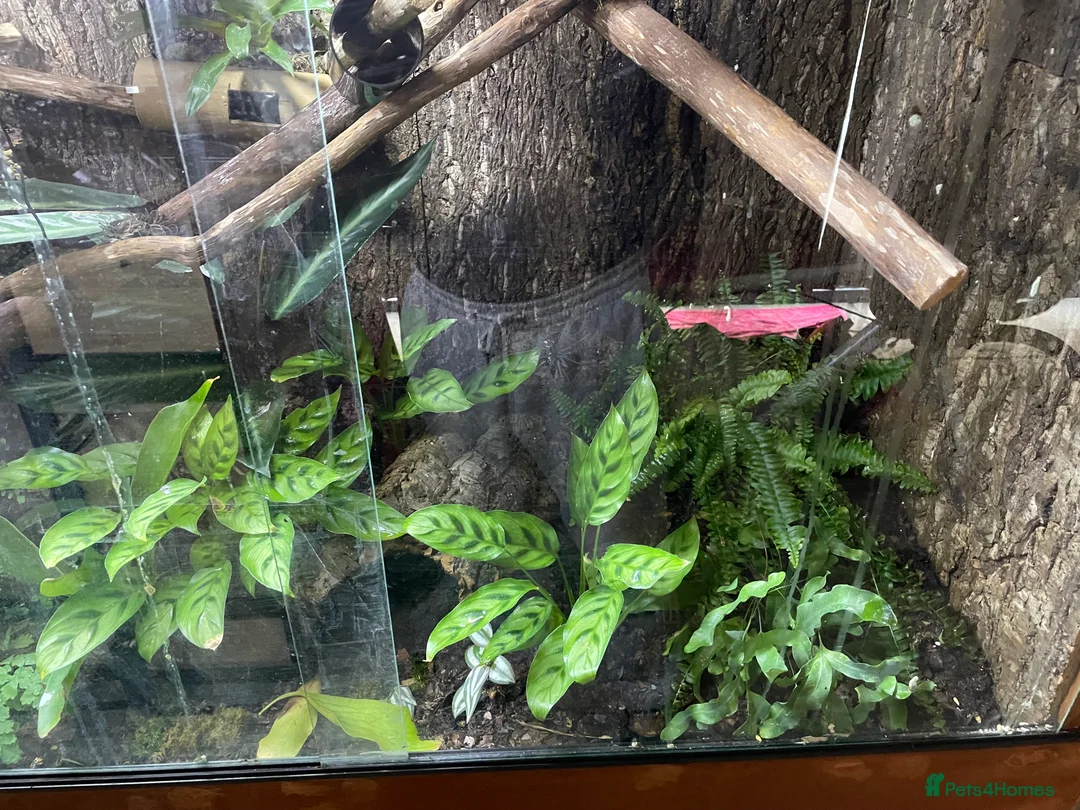 Gecko reptiles for sale: Madagascan giant day geckos with vivarium - Advert 6