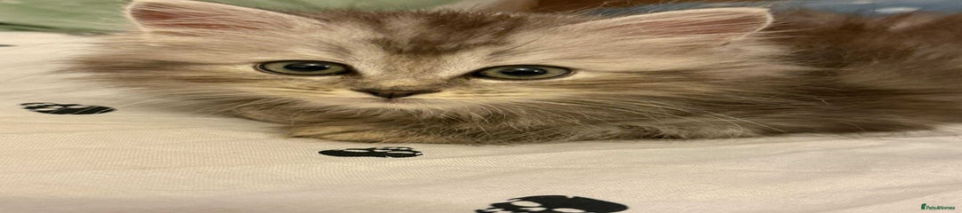 Siberian Kitten 1