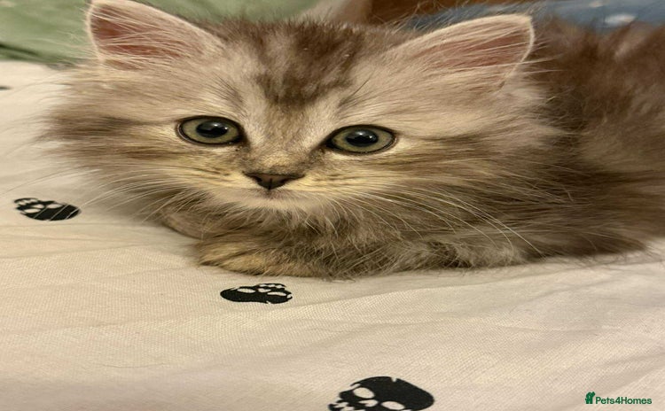 Siberian cats - Advert 1
