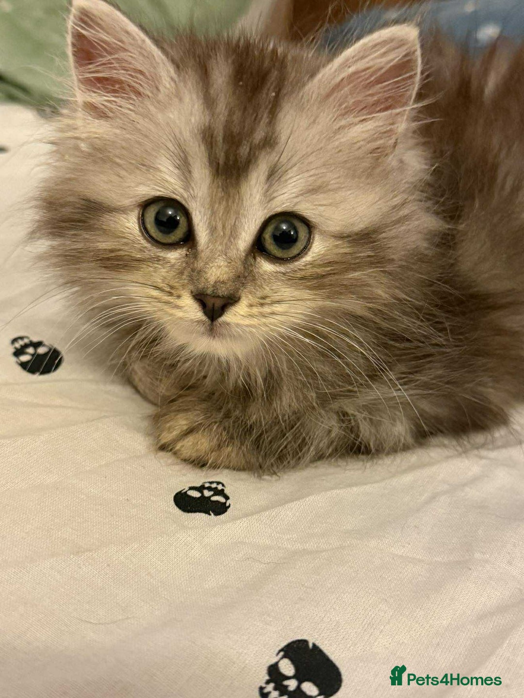 Siberian cats for sale: Last kitten of a lotter of three  - Image 1