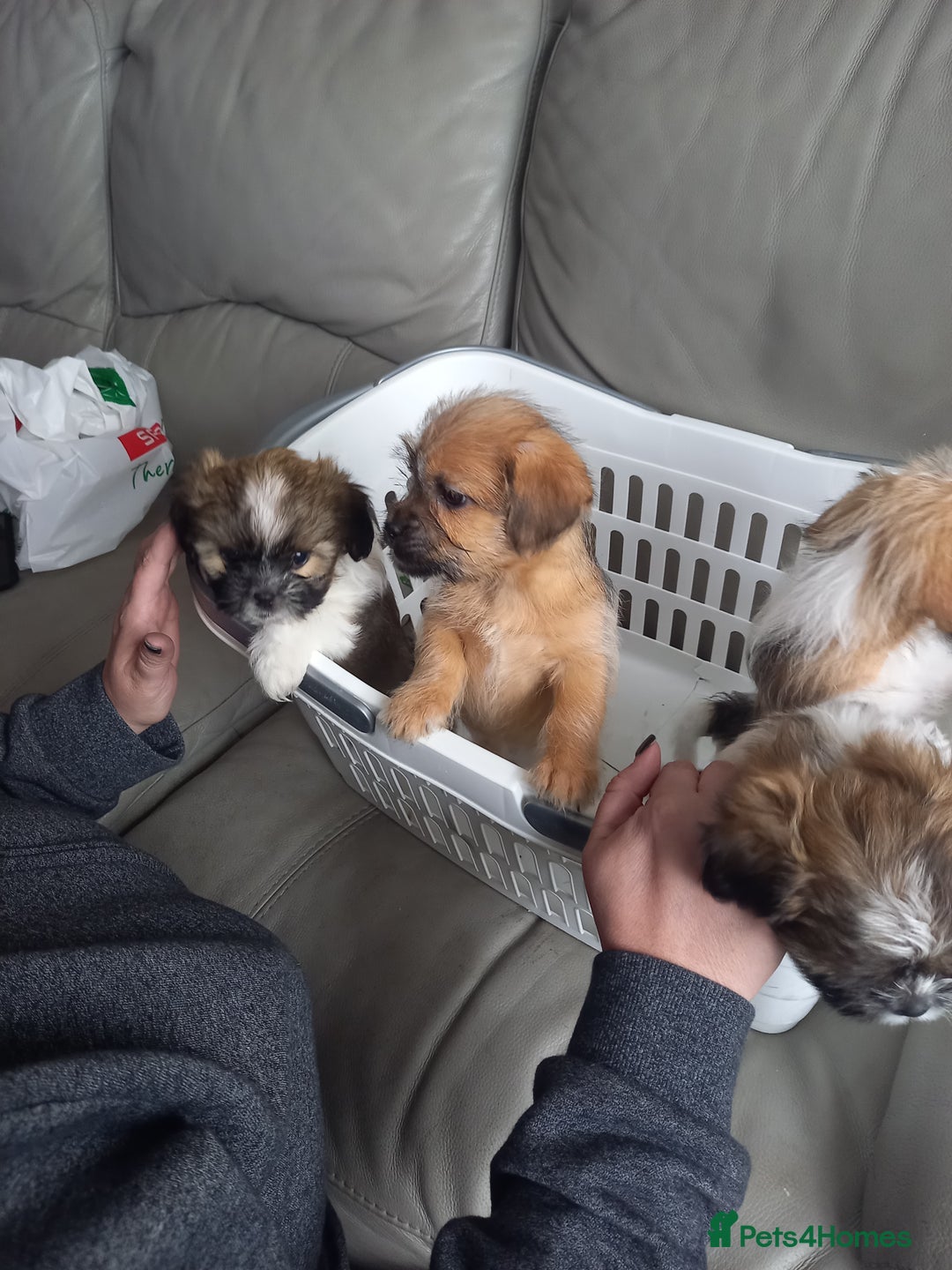 Mixed Breed dogs for sale: Shih tzu cross Jack Russell - Image 6