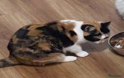 Domestic Shorthair cats for sale: Heartbreakingly a marriage breakup forces rehome - Image 13