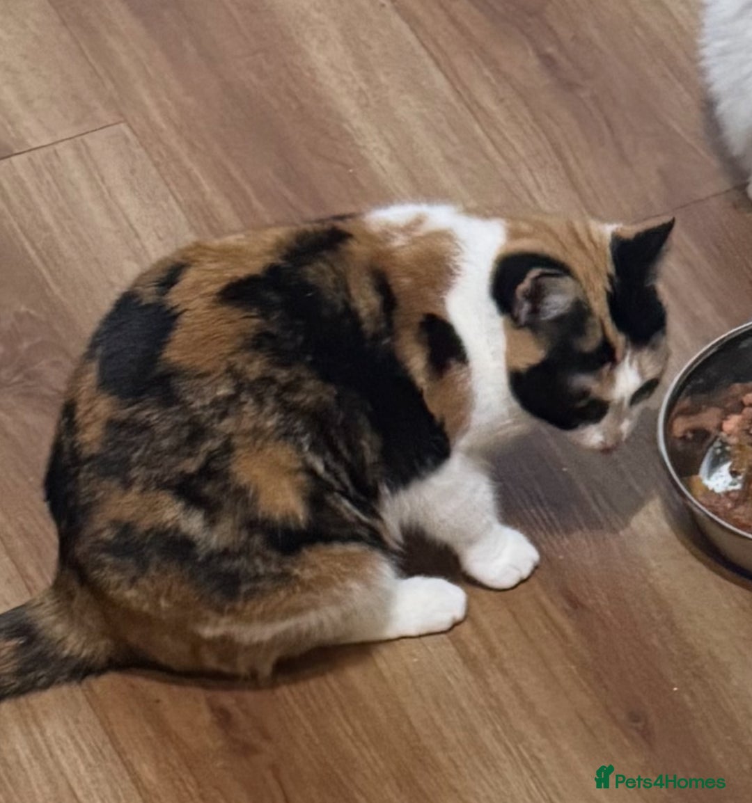 Domestic Shorthair cats for sale: Heartbreakingly a marriage breakup forces rehome - Image 13
