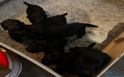 Cocker Spaniel dogs for sale: Beautiful Cocker Spaniel Pups For Sale - Image 4