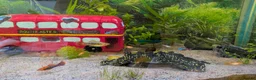 Platies fish for sale: Complete 165L Planted Aquarium Setup + Stock in Herne Bay - Advert 10