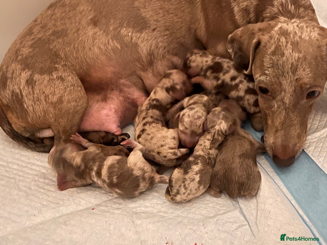 Miniature Dachshund dogs for sale: Beautiful litter of miniature dachshund  - Advert 32