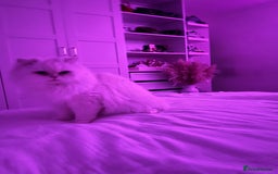 Persian cats for sale: Persian cat for sale urgent - Image 3