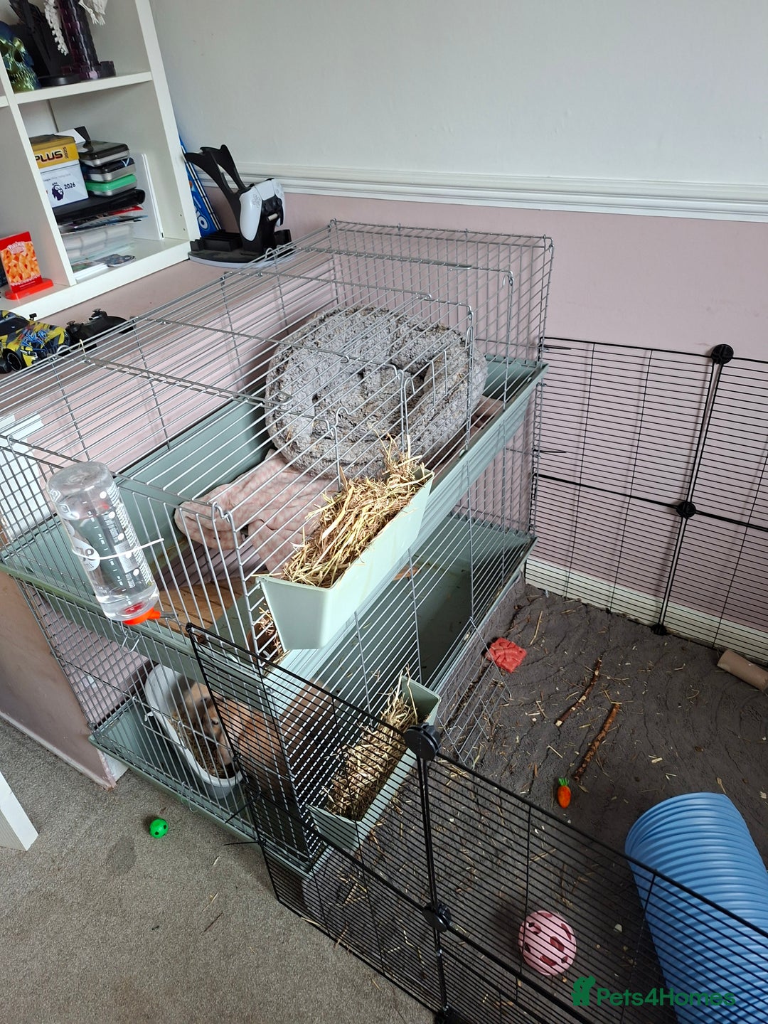 Mixed Breed rabbits for sale: Mini lop x lion head - Advert 1