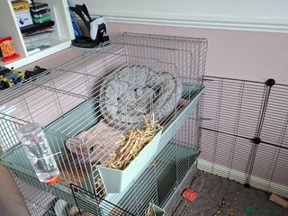 Mixed Breed rabbits Mini lop x lion head - Advert 1